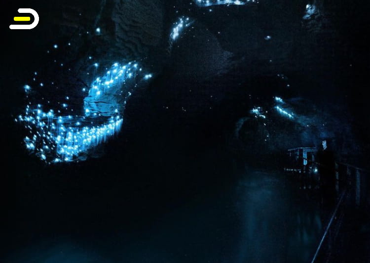 Waitomo Glowworm + Aranui + Ruakuri Caves 怀托摩萤火虫洞&鲁阿库利洞&阿拉奴伊洞