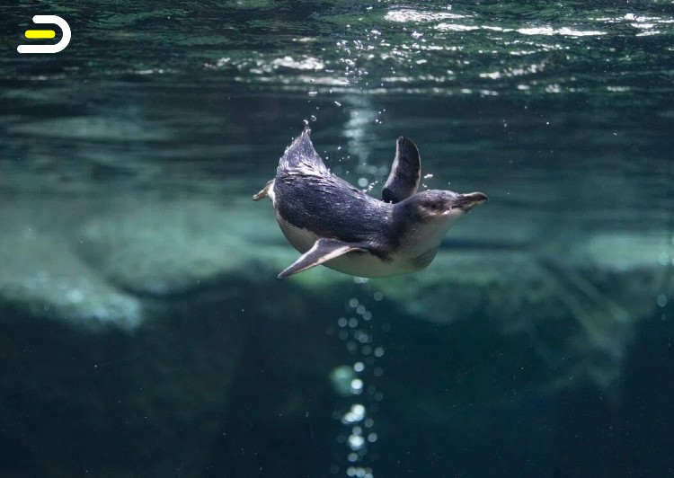 Christchurch International Antarctic Centre-General Admission 基督城南极中心全体验通票