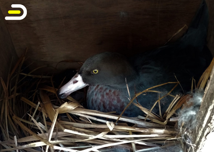 Christchurch Willowbank-Reserve Entry & Guided Kiwi Tour 基督城柳岸野生动物保护区+奇异鸟参观