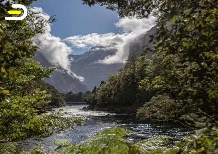 Trips and Tramps-米尔福德步道 导游陪同徒步半日游 Milford Track Guided Walks Half Day （ex Milford)