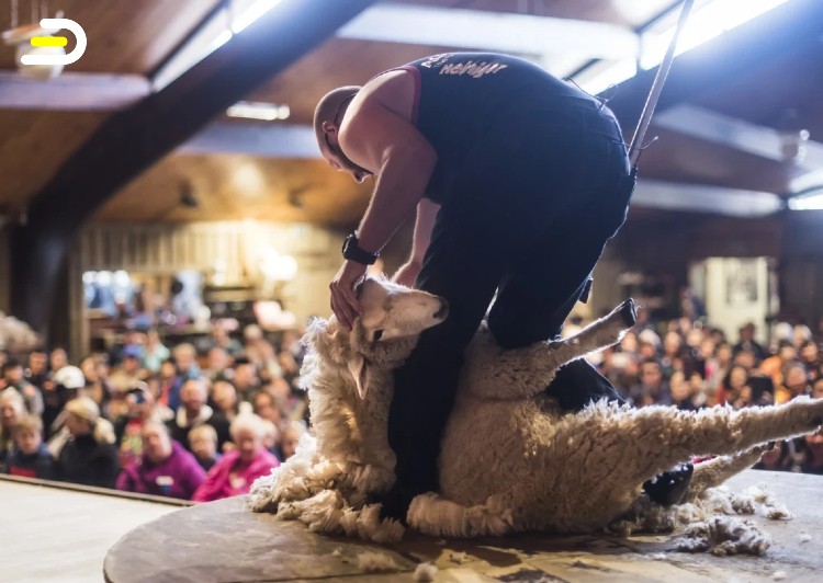 Agrodome Farm Show + Eco Farm & Orchard Tour Combo 爱歌顿(Agrodome)农场之旅+农场秀