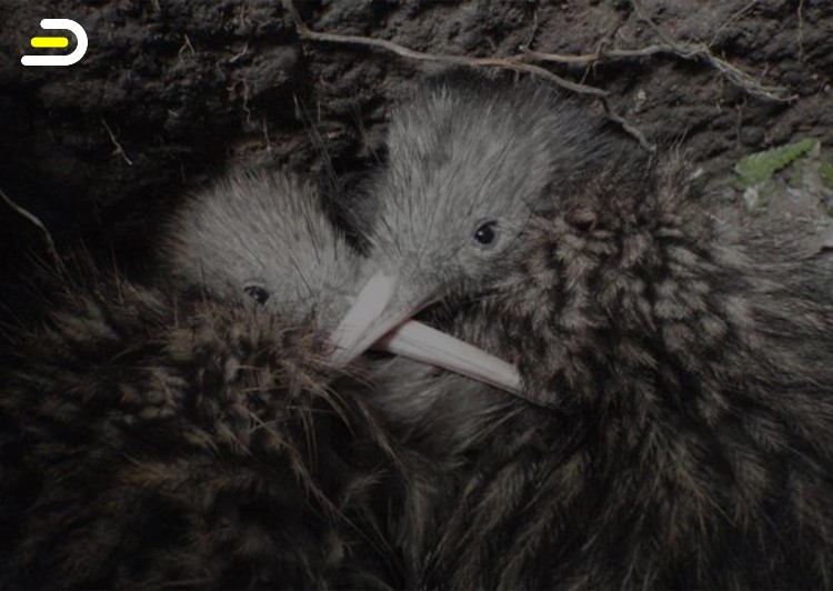 The National Kiwi Hatchery Tour - 罗托鲁阿 国家奇异鸟孵化园之旅