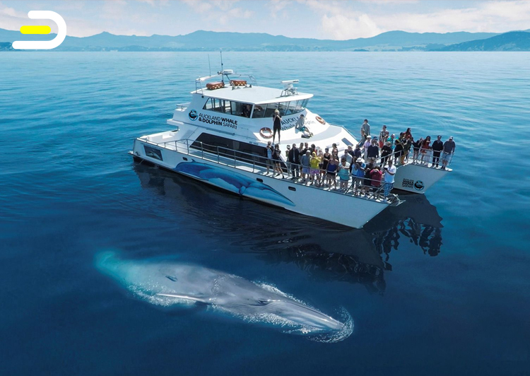 Auckland Whale & Dolphin Safari - 奥克兰 豪拉基湾观鲸&海豚 生态巡游之旅