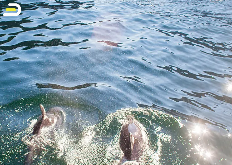 Southern Discoveries - Milford Sound Nature Cruise - 米尔福德峡湾 日间自然巡游